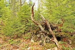 Vier Tage lang durchstreifen die Teilnehmer der mehrtägigen Wanderung die wilden Wälder des Nationalparks. (Foto: Nationalpark Bayerischer Wald)