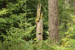 Die Seele baumeln lassen können Teilnehmer bei der Wanderung am 28. Juni auf dem Seelensteig bei Spiegelau. (Foto: Nationalpark Bayerischer Wald)