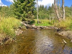 Entlang des Kieslingbachs führt die Wanderung am 13. Juli. (Foto: Nationalpark Bayerischer Wald)