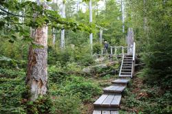 Die meditative Wanderung führt die Teilnehmer über den Seelensteig bei Spiegelau. (Foto: Karl Klostermann/Nationalpark Bayerischer Wald)