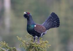 Die Auerhuhn-Population ist im bayerisch-böhmischen Grenzgebirge deutlich angewachsen. Dies zeigen die Zahlen des aktuellen Monitorings. (Foto: Wolfgang Lorenz/Nationalpark Bayerischer Wald)