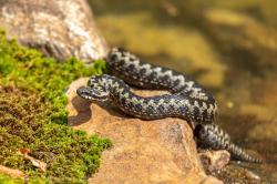 Interessante Einblick in die Welt der Kreuzotter bietet Reptilienexperte Paul Hien den Führungsteilnehmern im Tier-Freigelände und am Großen Filz. (Foto: Annabell Gsödl/Nationalpark Bayerischer Wald)