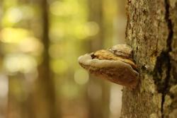 Eine leichte Meditative Wanderung rund um die Knotenbachklause findet am Dienstag, 13. August statt. (Foto: Nationalpark Bayerischer Wald)