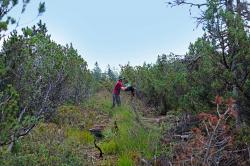 Beim Arbeitseinsatz zum Schutz der Moore müssen vor allem einst angelegte Entwässerungsgräben verfüllt und abgedichtet werden. (Foto: Nationalpark Bayerischer Wald)