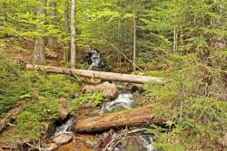 NaturZEIT für die Seele ist das Motto einer meditativen Wanderung über den Seelensteig bei Spiegelau. (Foto: Gregor Wolf/Nationalpark Bayerischer Wald)