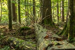 Über den Wert von Wildnis diskutiert Nationalparkmitarbeiter Lukas Laux bei einer Führung am 14. September. (Foto: Annabell Gsödl/Nationalpark Bayerischer Wald)