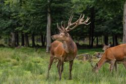 Mit Berufsjäger Michael Penn können Führungsteilnehmer mehr zu König des Waldes erfahren. (Foto: Annabell Gsödl)