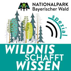 Der Podcast Wildnis schafft Wissen – Spezial nimmt in insgesamt sechs Folgen das Thema Borkenkäfer und Borkenkäfermanagement im Nationalpark genau unter die Lupe. (Grafik: Nationalpark Bayerischer Wald)