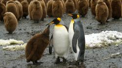 Dem großen Einsatz tierischer Eltern widmet sich die unterhaltsame Dokumentation „Wilde Eltern: Im Einsatz für die Kinder“. Der Film wird neben zahlreichen weiteren Natur und Umweltfilmen im Hans-Eisenmann-Haus gezeigt. (Foto: Roland Gockel)