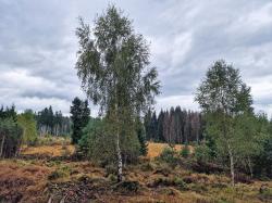 Wertvolle Moorlandschaften können Teilnehmer einer kostenlosen Führung am Samstag entdecken. (Foto: Nationalpark Bayerischer Wald)