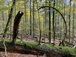 Den Wald rund um den Großen Falkenstein können Interessierte am 28. Oktober zusammen mit einem Ranger erkunden. (Foto: Nationalpark Bayerischer Wald)