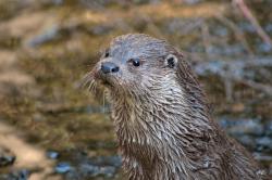 Um die Fischotter geht es am Infostand am Mittwoch im Tier-Freigelände bei Neuschönau. (Foto: Nationalpark Bayerischer Wald)