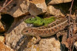 Waldeidechse und Co. sind das Thema am Donnerstag. Dann ist der Infostand im Tier-Freigelände des Nationalparkzentrums Falkenstein zu Gast. (Foto: Paul Hien)