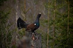 Auerhühner sind im Winter besonders anfällig für Störungen, weshalb Wanderer die markierten Wege im Nationalpark-Kerngebiet nicht verlassen dürfen. (Foto: Jan Gläßer)