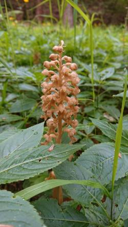 Die Vogel-Nestwurz gehört zu den Orchideen, die nur dank Nährstofftransfer von Pilzen gedeihen kann. (Foto: Franziska Zahn)