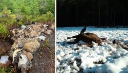 Im Sommer wurde im Nationalpark Šumava ein Wisentkadaver ausgelegt. Die hohe Aktivität an Insekten lieferte dem Forschungsteam aufschlussreiche Erkenntnisse. Im Bayerischen Wald geht das Projekt nun weiter. (Fotos: Christian von Hoermann/Fotofalle Nationalpark Bayerischer Wald).