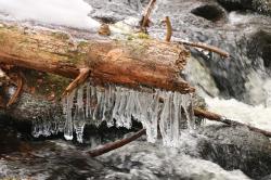 Das Lebenselixier Wasser steht bei einer Führung mit Nationalparkförster Til Clos an Silvester im Mittelpunkt. (Foto: Stephanie Scheibelberger)