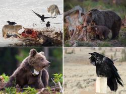 Beim Doppelvortrag geht’s nicht nur um die Wechselbeziehung zwischen Wölfen und Kolkraben, sondern zum Beispiel auch um Verhaltensunterschiede bei Braunbären. (Fotos: Hertel)