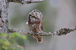 Wie nehmen Nationalparkbewohner, wie der Raufußkauz, ihre Umwelt war? Dieser Frage will Förster Til Clos auf den Grund gehen. (Foto: Christoph Moning/Nationalpark Bayerischer Wald)