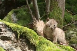 Seit vergangenem Wochenende zeigen sich die Jungtiere den Besuchern des Nationalparkzentrums Lusen.  (Foto: Peter Auerbeck)